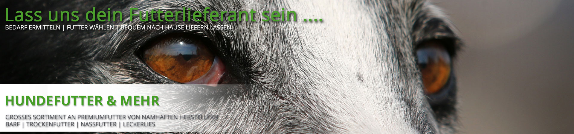 Hunde Augen